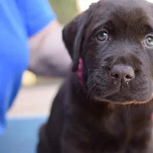 Healthy Labrador Puppy Male