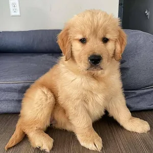 Golden Retriever Puppy Male Delhi