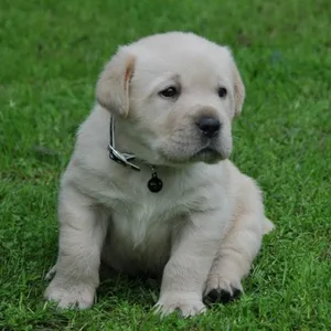 Pure Labrador Puppy Bangalore
