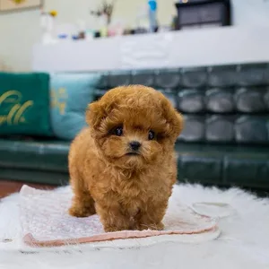 Standard Poodle Puppy Chennai