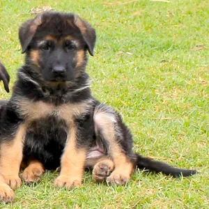 German Shepherd Male Puppy KCI