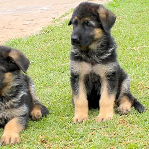 German Shepherd Female Working Line