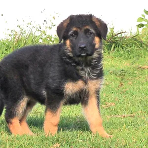 German Shepherd Puppy Bangalore