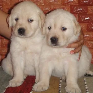 Golden Retriever Female Puppy Mumbai