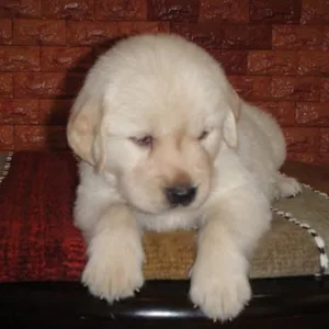 Golden Retriever Puppy Chennai