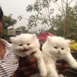 Persian Cat Kitten Bangalore