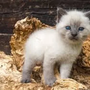 Siamese Kitten Blue Point Delhi