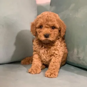 Beautiful Poodle Female