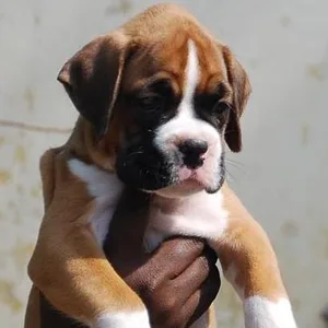 Boxer Puppy Male Delhi