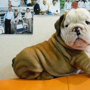 English Bulldog Puppy Delhi