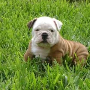 Bulldog Female Puppy Mumbai