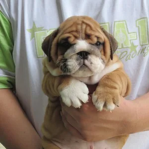 Bulldog Puppy Lucknow