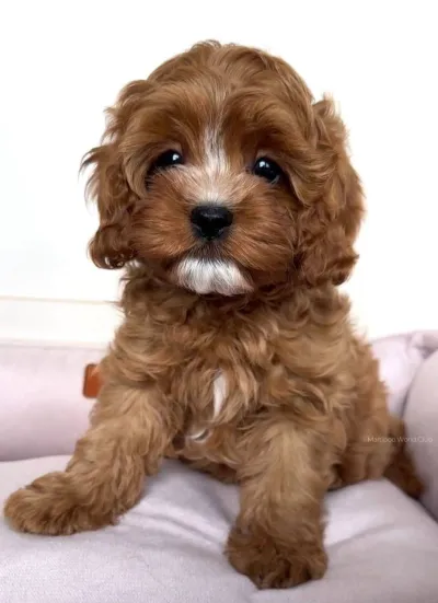 Maltipoo Puppy for Sale in Car Nicobar