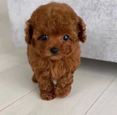 Healthy Maltipoo Puppy Available in Diglipur