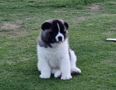 Akita Puppy for Sale in Car Nicobar