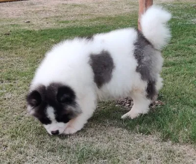 Healthy Akita Inu Puppy Available in Diglipur