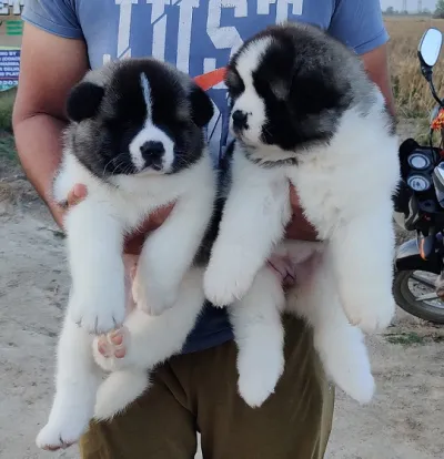 White Japanese Akita Puppy in Mayabunder