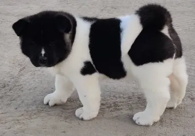 Premium American Akita for Sale in Port Blair