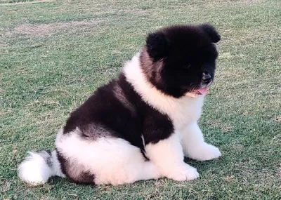 Adorable Akita Puppy in Rangat