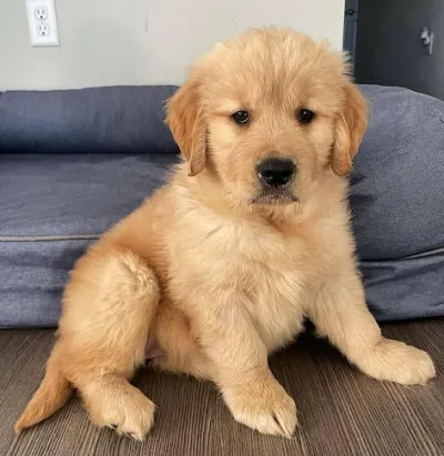 Golden Retriever Puppy for Sale in Car Nicobar
