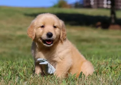 Healthy Golden Retriever Puppy Available in Diglipur
