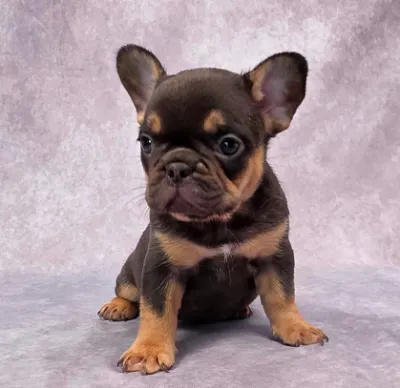 French Bulldog Puppy for Sale in Car Nicobar