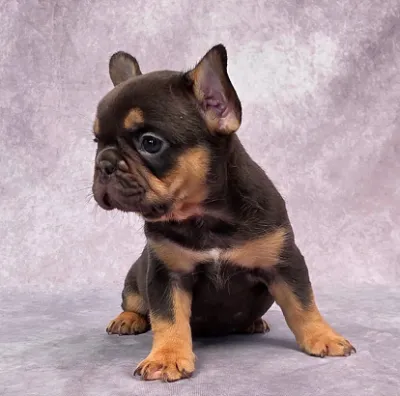 Healthy French Bulldog Puppy Available in Diglipur