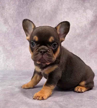 White Frenchie Puppy in Mayabunder