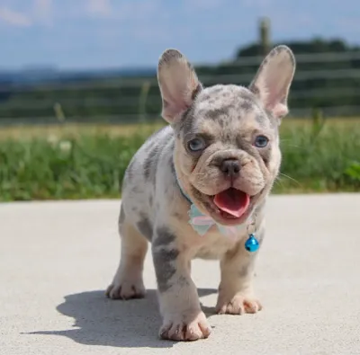 Premium Mini French Bulldog for Sale in Port Blair