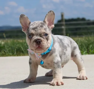 Adorable French Bulldog Puppy in Rangat
