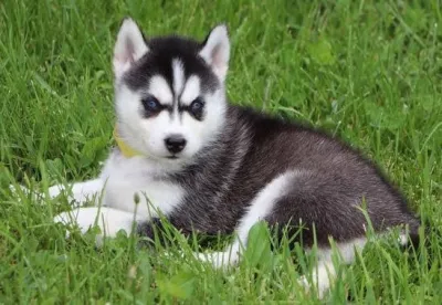 Siberian Husky Puppy for Sale in Car Nicobar