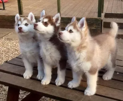 Healthy Siberian Husky Puppy Available in Diglipur