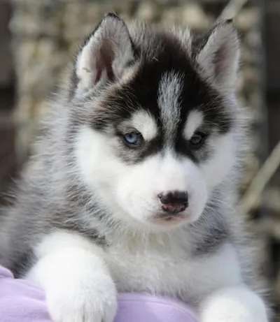 Red & White Husky Puppy in Mayabunder