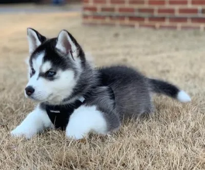Premium Wooly Siberian Husky for Sale in Port Blair