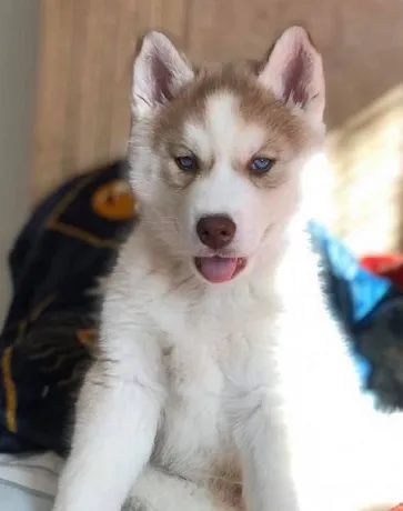 Adorable Siberian Husky Puppy in Rangat