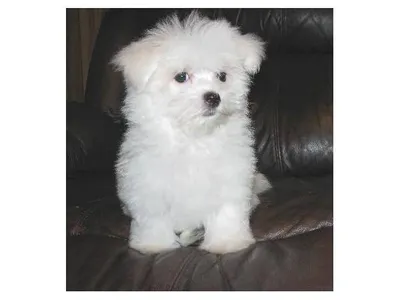 Maltese Puppies for Sale in New Delhi