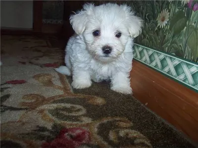 Maltese Puppies for Sale in Kathmandu
