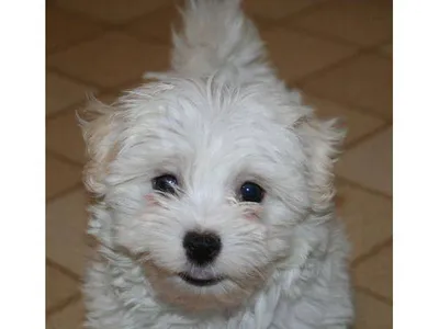 Buy Maltese Puppy in Lalitpur - Best Price