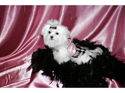 Maltese Dog for Sale in Bhaktapur - Healthy Puppies