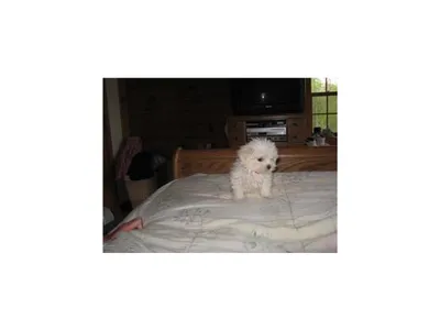 Maltese Puppy Price in Pokhara - Buy Online