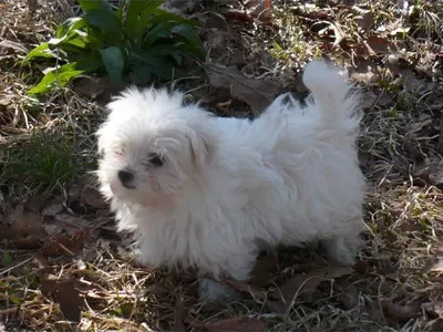 Best Maltese Breeders in Biratnagar - Puppies Available