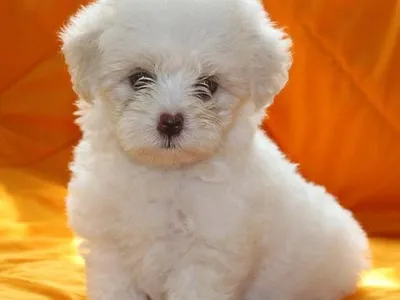 Buy Healthy Maltese Puppy in Butwal