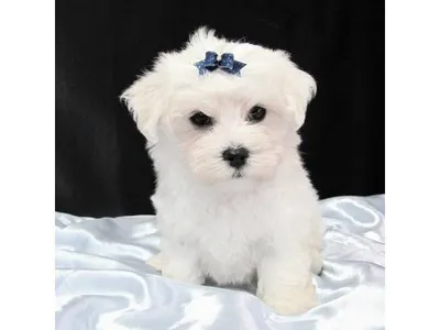 Maltese Dog Puppy for Sale in Dharan