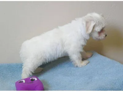 Purebred Maltese Puppies in Hetauda - Buy Now