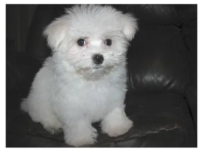 Maltese Puppies in Bharatpur - Top Breeders