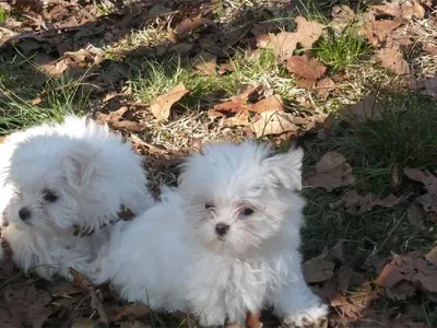 Buy Maltese Puppy in Dhangadhi - Best Price