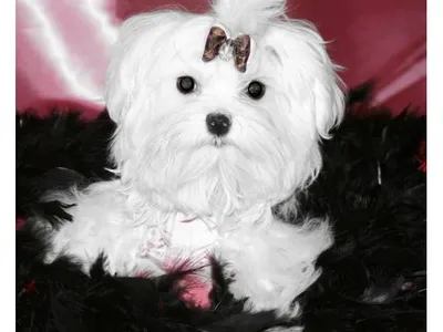 Maltese Dog for Sale in Janakpur - Healthy Puppies