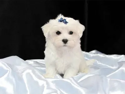 Maltese Puppy Price in Itahari - Buy Online
