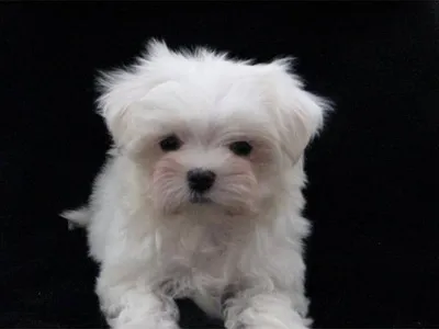 Maltese Dog for Sale in Mumbai - Healthy Puppies