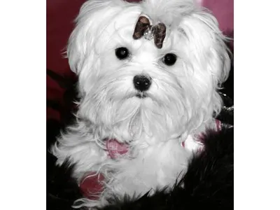 Maltese Puppy Price in Pune - Buy Online